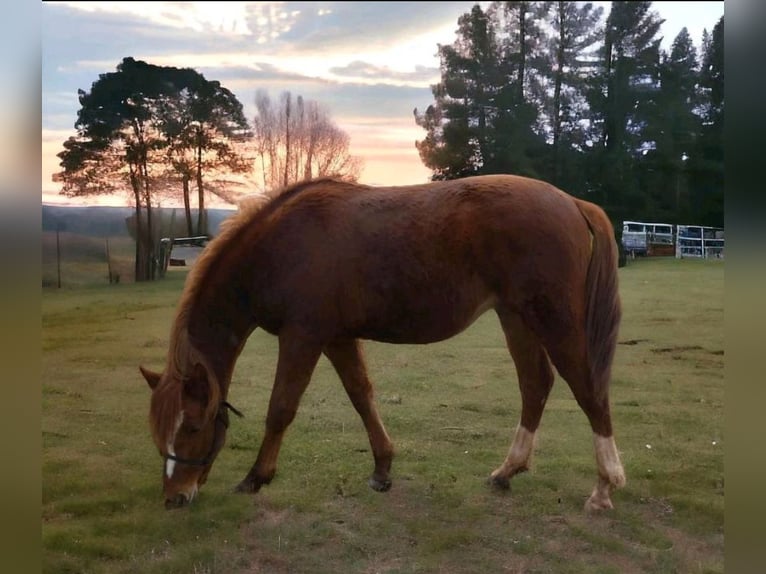 Koń trakeński Wałach 2 lat Kasztanowata in Ebersburg