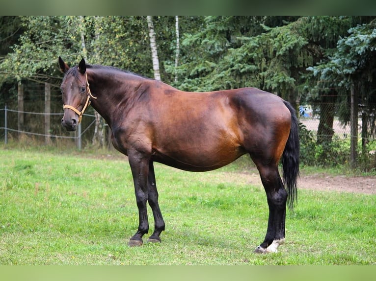 Koń trakeński Wałach 3 lat 165 cm Gniada in Wandlitz
