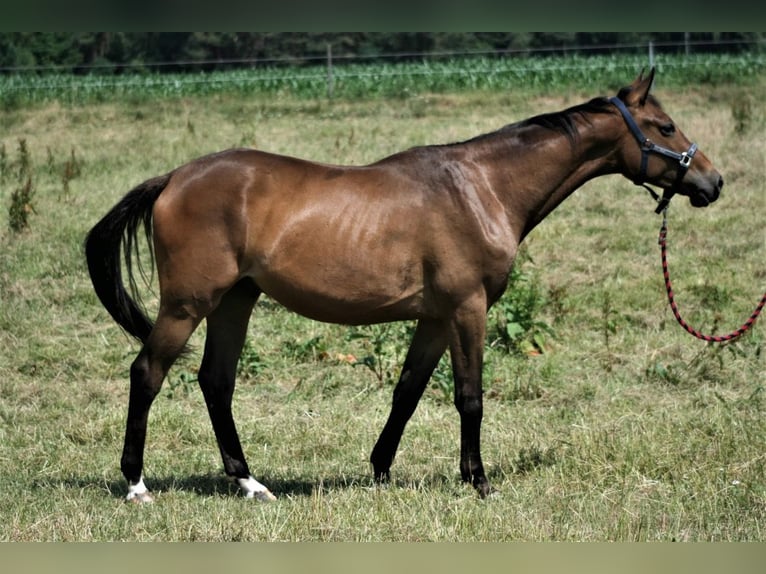 Koń trakeński Wałach 3 lat 168 cm Gniada in Salzhausen