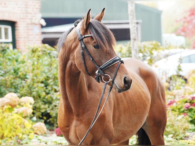 Koń trakeński Wałach 3 lat 168 cm Gniada in Hohenfelde