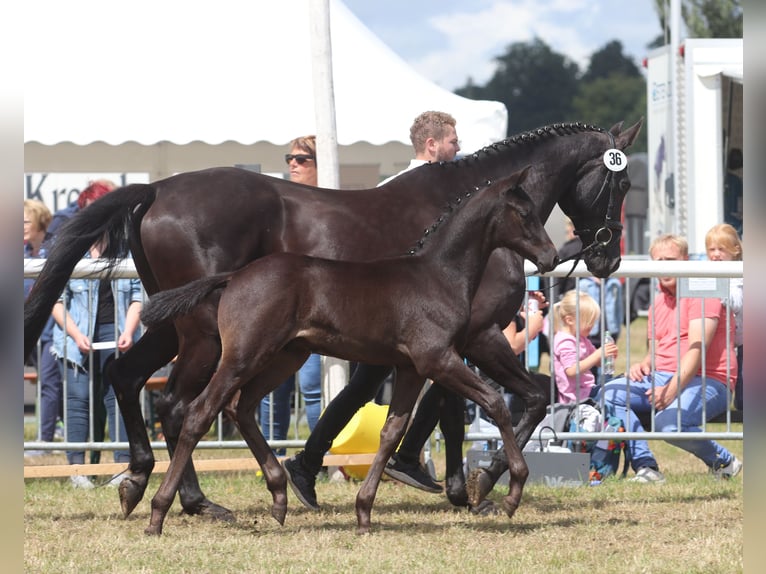 Koń trakeński Wałach 3 lat 169 cm Kara in Harsefeld