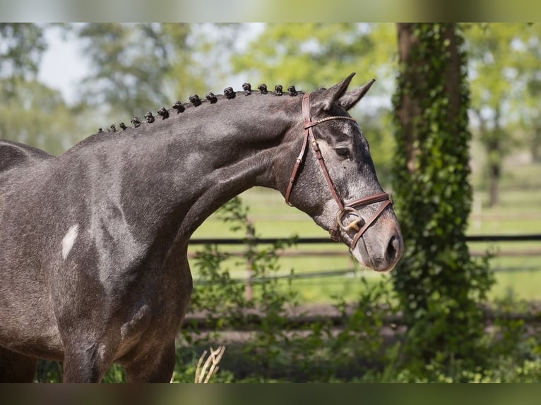 Koń trakeński Wałach 3 lat 169 cm Karosiwa in Deinste