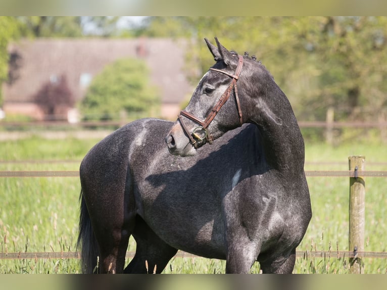 Koń trakeński Wałach 3 lat 169 cm Karosiwa in Deinste