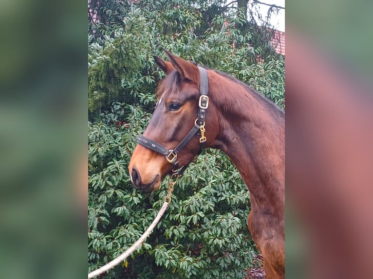 Koń trakeński Wałach 3 lat 170 cm Gniada in Walsrode
