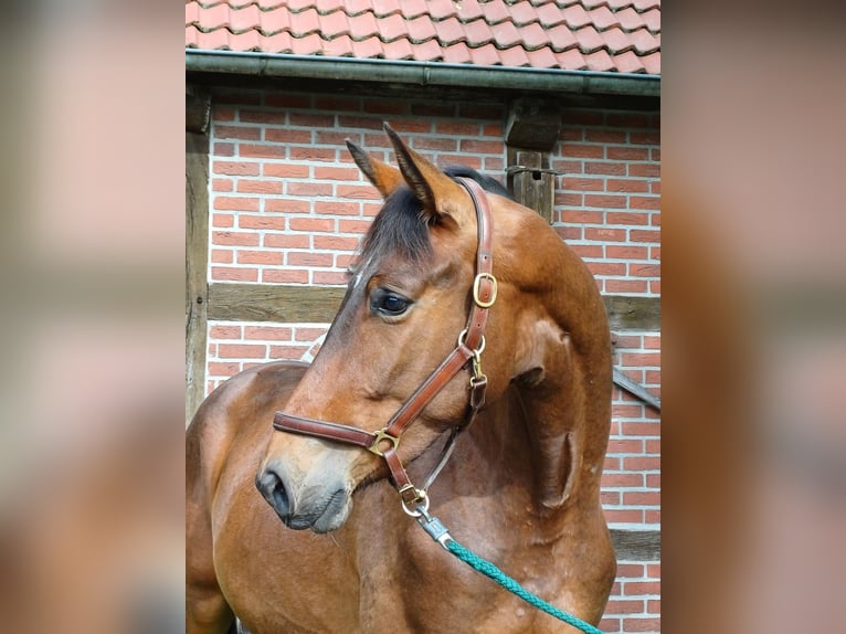 Koń trakeński Wałach 3 lat 170 cm Gniada in Walsrode