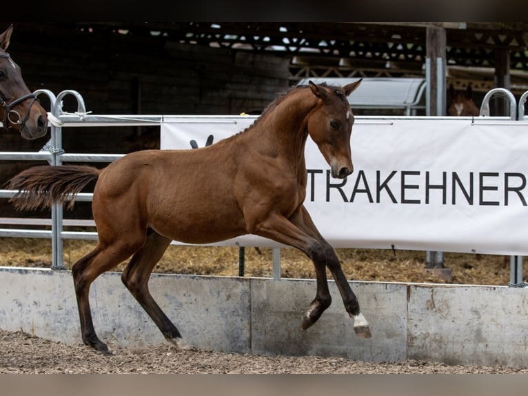 Koń trakeński Wałach 3 lat Gniada in Günzburg