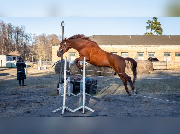 Koń trakeński Wałach 4 lat 162 cm Ciemnokasztanowata in Vergale