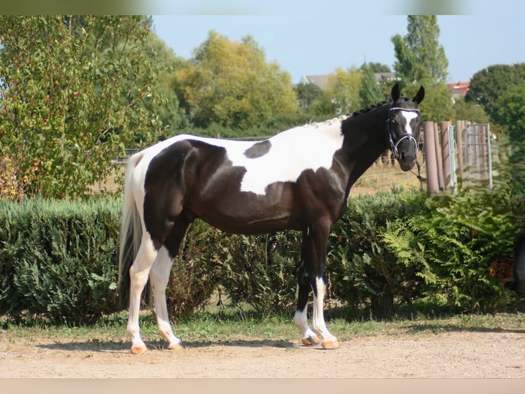 Koń trakeński Wałach 4 lat 164 cm Srokata in Rüsselsheim