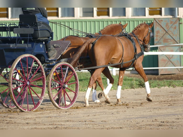 Koń trakeński Wałach 4 lat 165 cm Kasztanowata in Ganschow