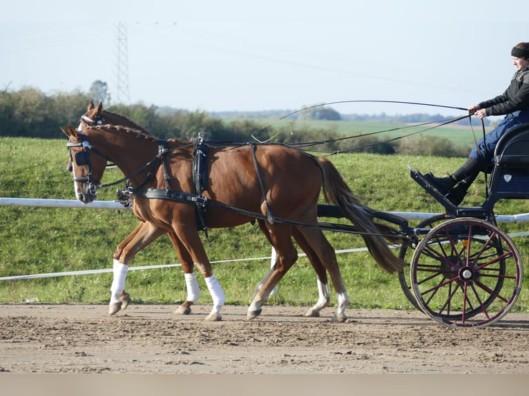 Koń trakeński Wałach 4 lat 165 cm Kasztanowata in Ganschow