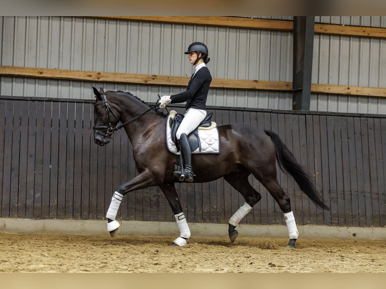 Koń trakeński Wałach 4 lat 167 cm Ciemnogniada in Neumünster