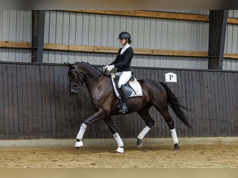 Koń trakeński Wałach 4 lat 167 cm Ciemnogniada in Neumünster