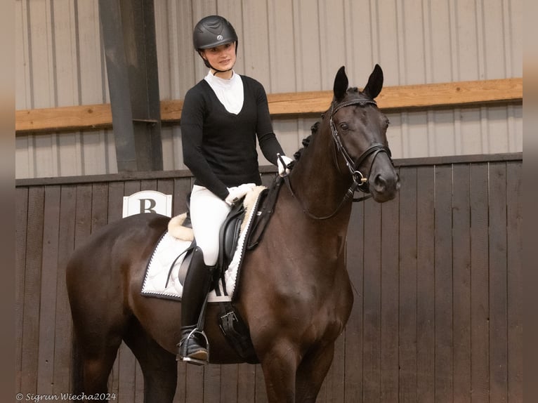 Koń trakeński Wałach 4 lat 167 cm Ciemnogniada in Neumünster