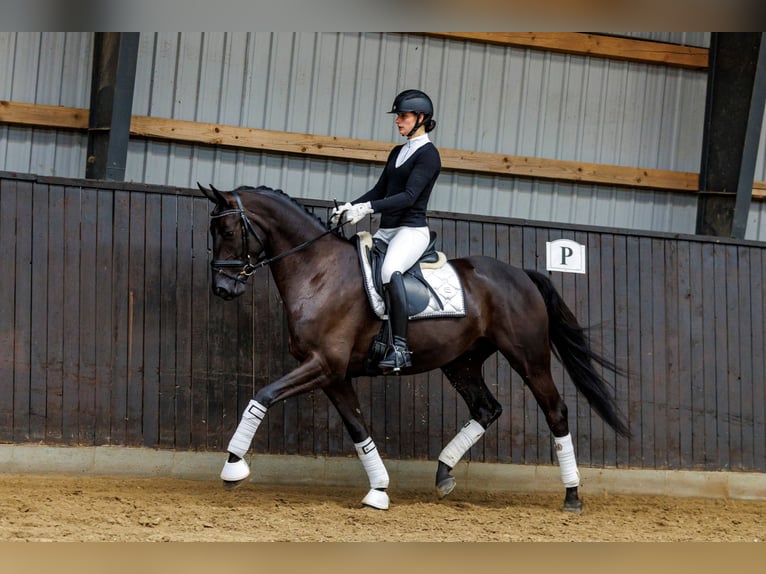 Koń trakeński Wałach 4 lat 167 cm Ciemnogniada in Neumünster