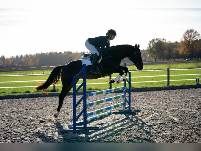 Koń trakeński Wałach 4 lat 168 cm Ciemnogniada in Neumünster