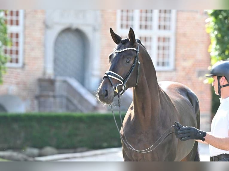 Koń trakeński Wałach 4 lat 168 cm Ciemnogniada in Neumünster