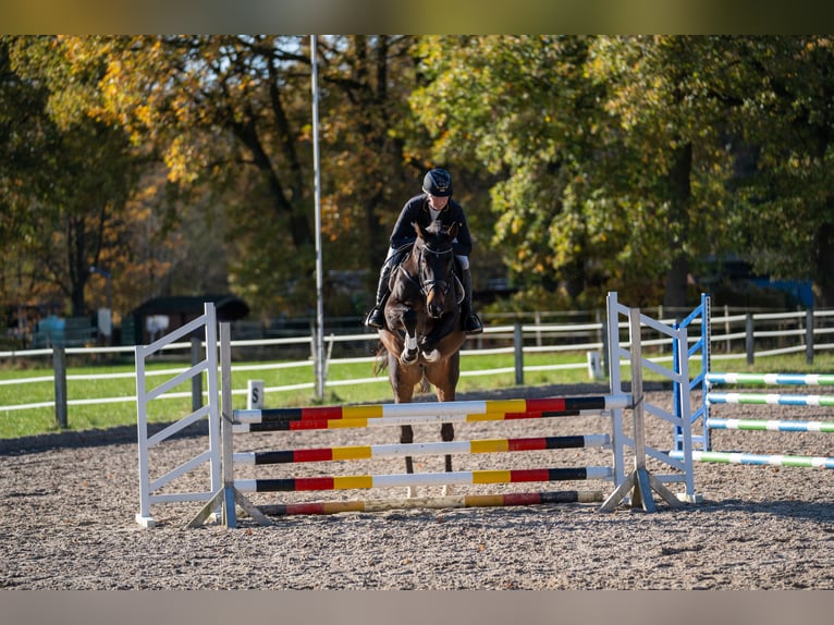 Koń trakeński Wałach 4 lat 168 cm Ciemnogniada in Neumünster