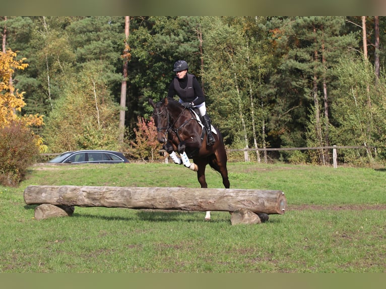 Koń trakeński Wałach 4 lat 168 cm Ciemnogniada in Neumünster