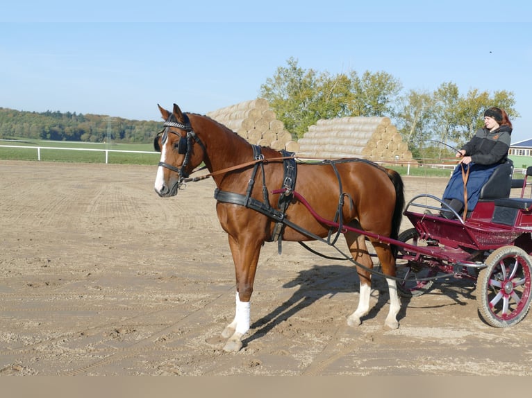 Koń trakeński Wałach 4 lat 169 cm Gniada in Ganschow