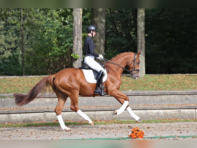 Koń trakeński Wałach 4 lat 170 cm Kasztanowata in Neuss