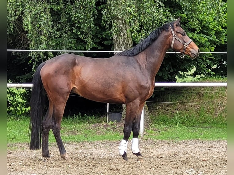Koń trakeński Wałach 4 lat 170 cm in Kleve