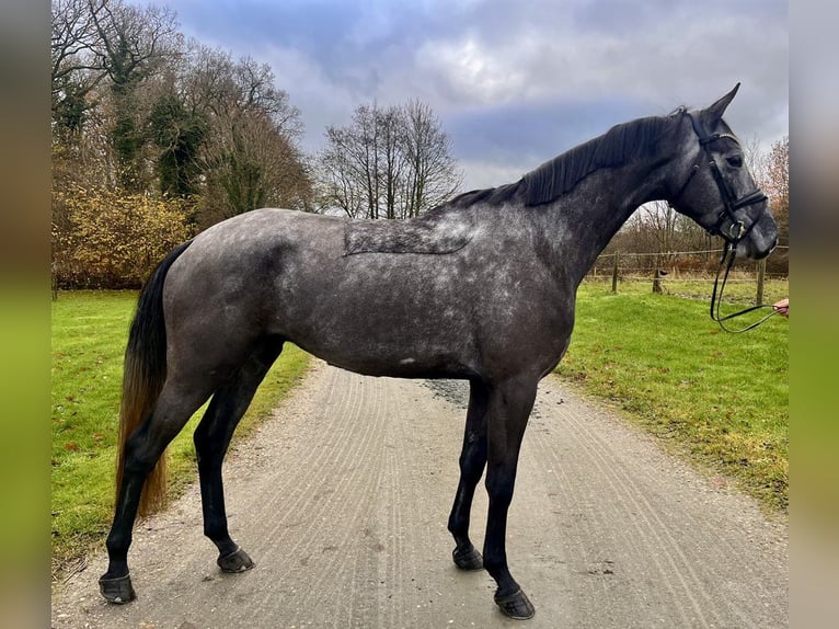 Koń trakeński Wałach 4 lat 173 cm Karosiwa in Harndrup