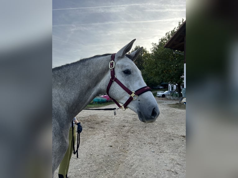 Koń trakeński Wałach 4 lat 175 cm Siwa in Rohrbach