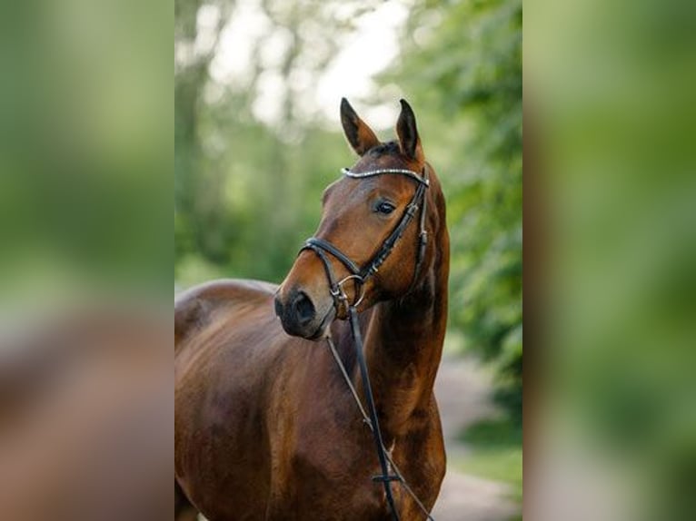 Koń trakeński Wałach 4 lat 177 cm Gniada in Altenstadt