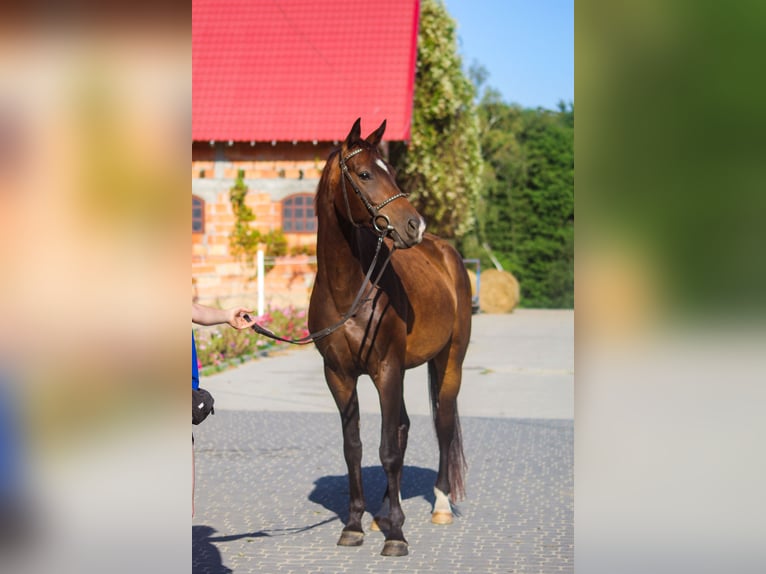 Koń trakeński Wałach 5 lat 165 cm Gniada in Młynary