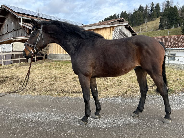 Koń trakeński Wałach 5 lat 165 cm Gniada in Buchloe
