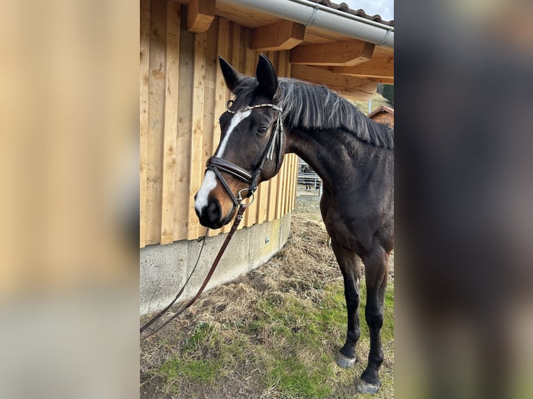 Koń trakeński Wałach 5 lat 165 cm Gniada in Buchloe