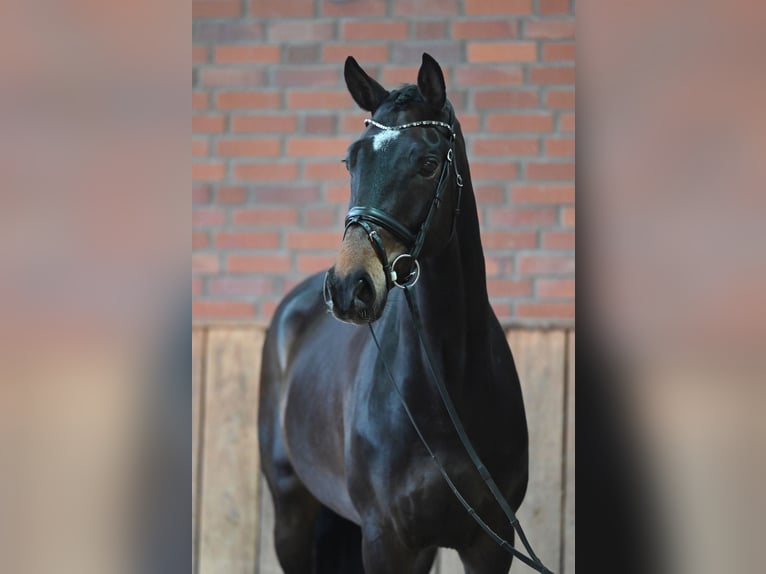 Koń trakeński Wałach 5 lat 169 cm Ciemnogniada in Bippen