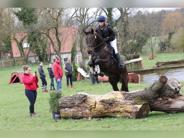 Koń trakeński Wałach 5 lat 170 cm Ciemnogniada in Neumünster