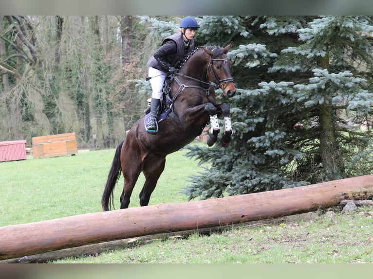 Koń trakeński Wałach 5 lat 170 cm Ciemnogniada in Neumünster