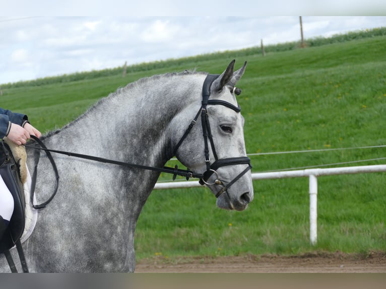 Koń trakeński Wałach 5 lat 170 cm Siwa in Ganschow