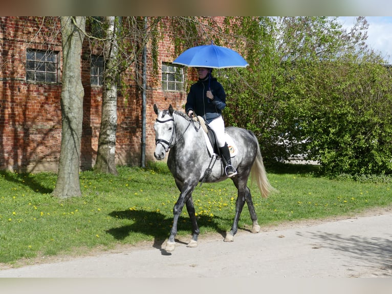 Koń trakeński Wałach 5 lat 170 cm Siwa in Ganschow