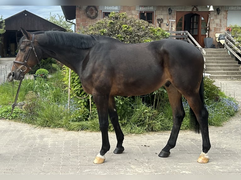 Koń trakeński Wałach 6 lat 165 cm Gniada in Babenhausen