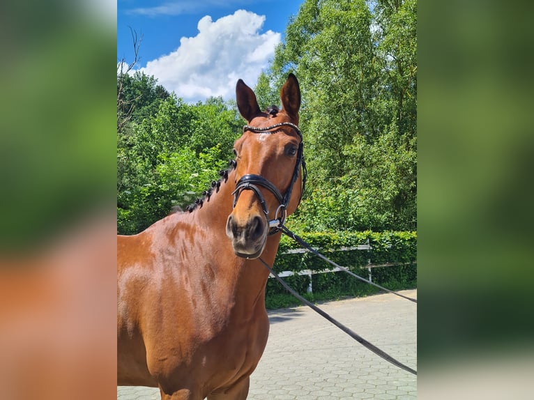 Koń trakeński Wałach 6 lat 165 cm Gniada in Wadersloh