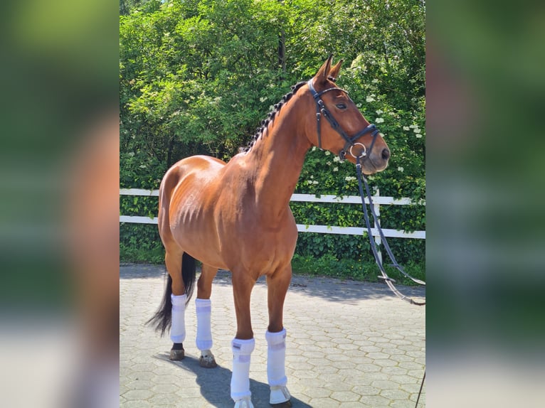 Koń trakeński Wałach 6 lat 165 cm Gniada in Wadersloh