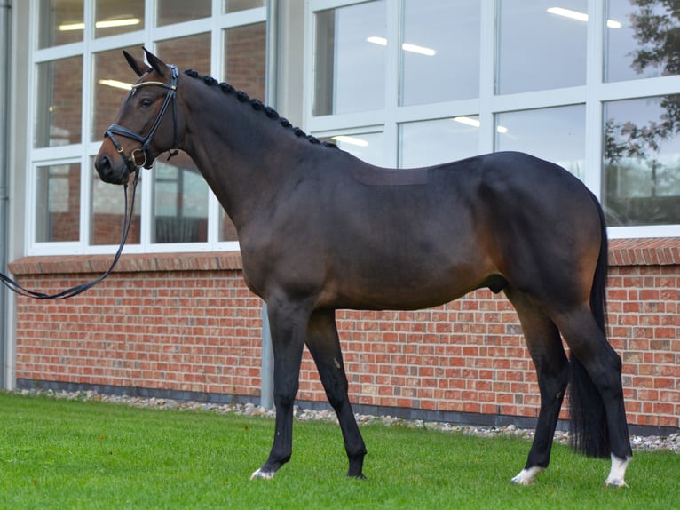 Koń trakeński Wałach 6 lat 168 cm Gniada in Brodersdorf