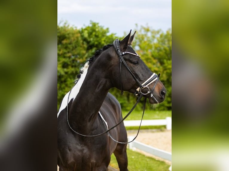 Koń trakeński Wałach 6 lat 172 cm Srokata in Mintraching