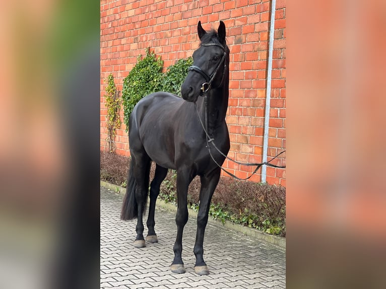 Koń trakeński Wałach 6 lat 173 cm Skarogniada in Lienen