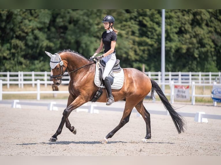 Koń trakeński Wałach 6 lat 176 cm Gniada in Laubach