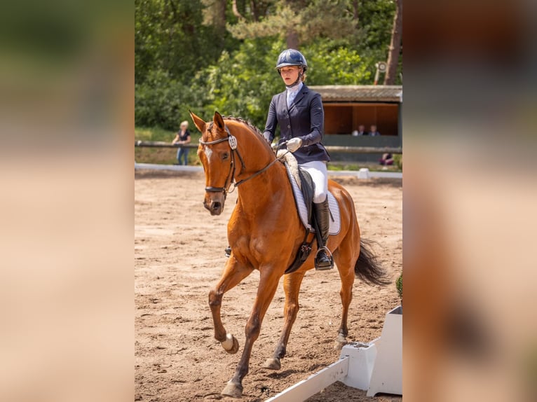 Koń trakeński Wałach 7 lat 167 cm Gniada in BergeBippen