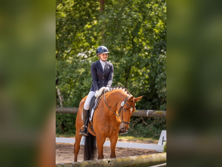 Koń trakeński Wałach 8 lat 167 cm Gniada in BergeBippen