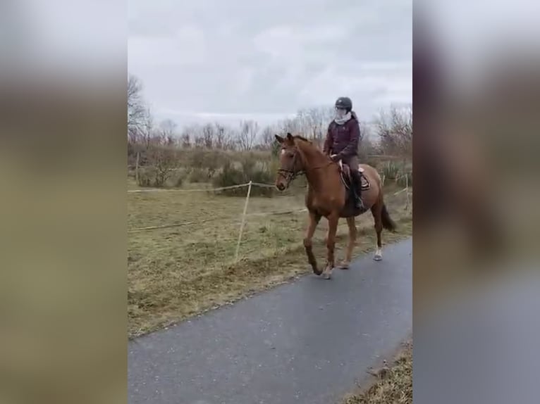 Koń trakeński Wałach 8 lat 167 cm Kasztanowata in Garden