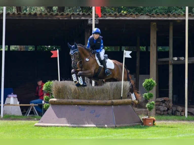 Koń trakeński Wałach 9 lat 163 cm Ciemnokasztanowata in Löwenberger Land