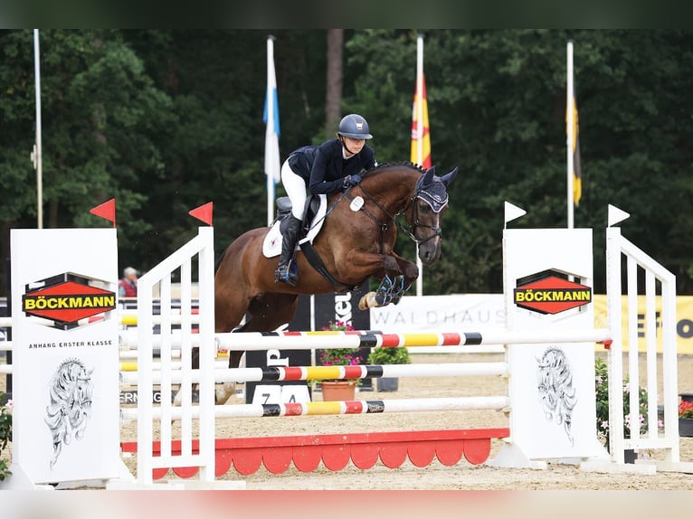 Koń trakeński Wałach 9 lat 163 cm Ciemnokasztanowata in Löwenberger Land