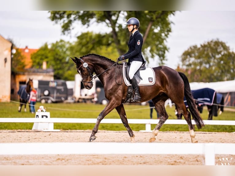 Koń trakeński Wałach 9 lat 163 cm Ciemnokasztanowata in Löwenberger Land