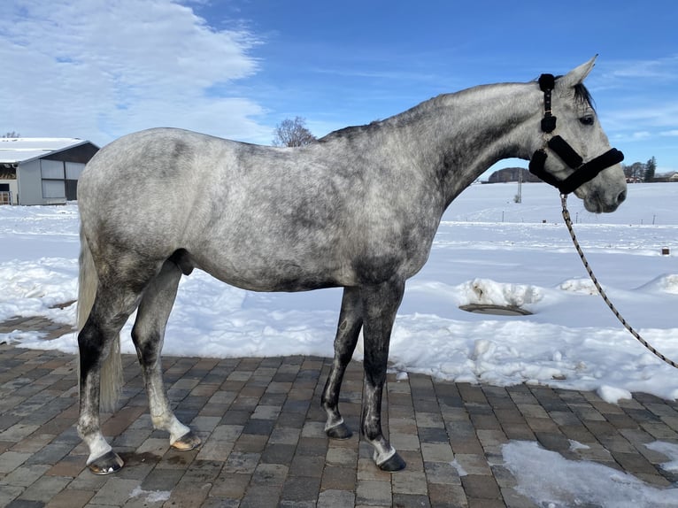 Koń trakeński Wałach 9 lat 170 cm Siwa in Rott